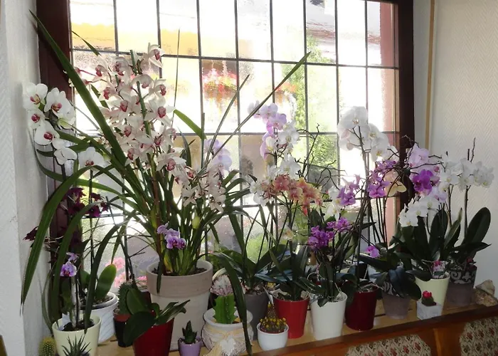 Zur Grafschaft Hotel *